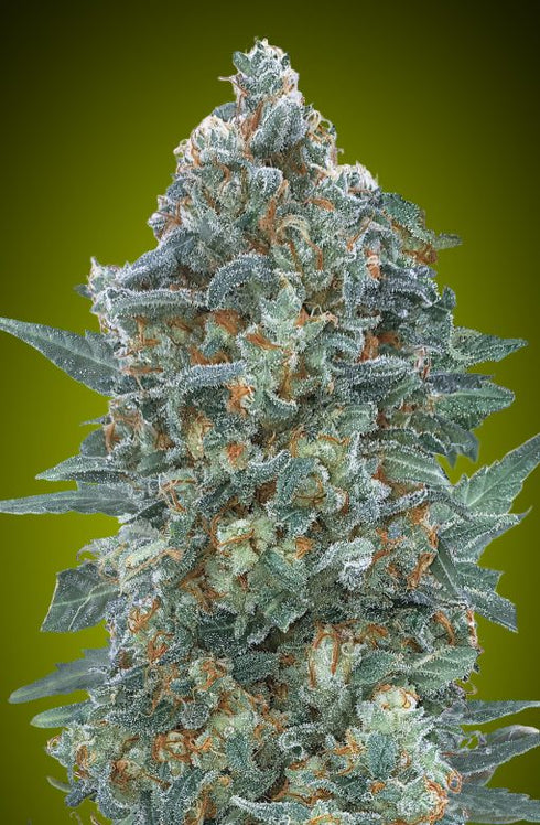 Advanced Seeds - Auto Critical Lemon CBD